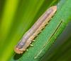 Dolerus sp.